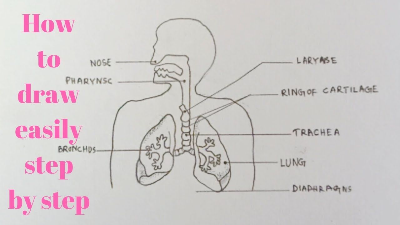 Respiratory Breathing System Body Organ Anatomy Diagram Vector Drawing  2181675 Vector Art at Vecteezy